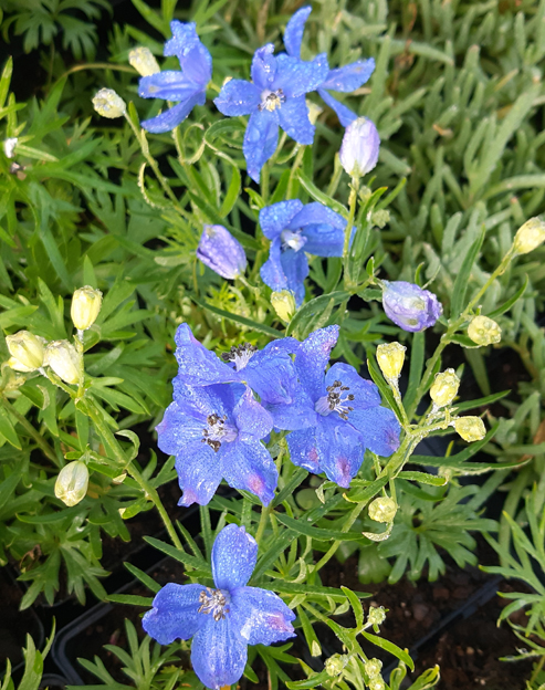 Delphinium Pacific `Blauer Zwerg`